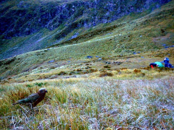 A Kea investigating our campsite, as well as me, to see if it can get an easy feed.