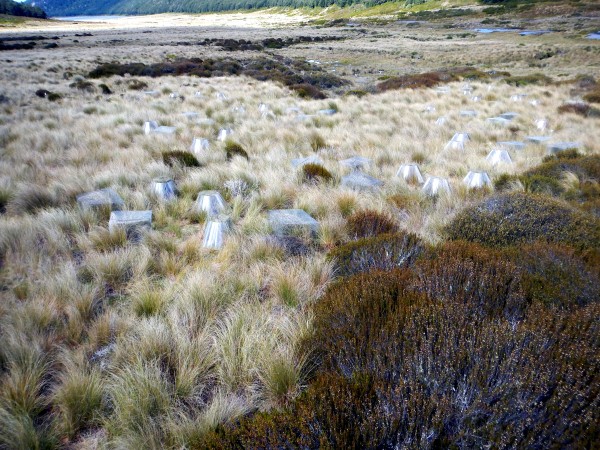 These are the experimental plots on the red tussock (C. rubra).